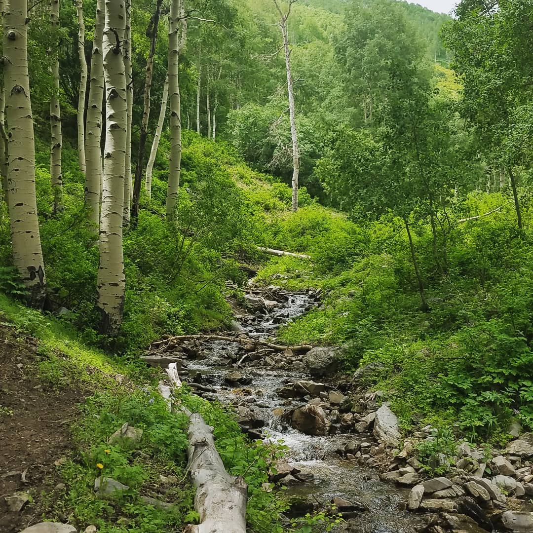 Aspens and a spring-fed creek