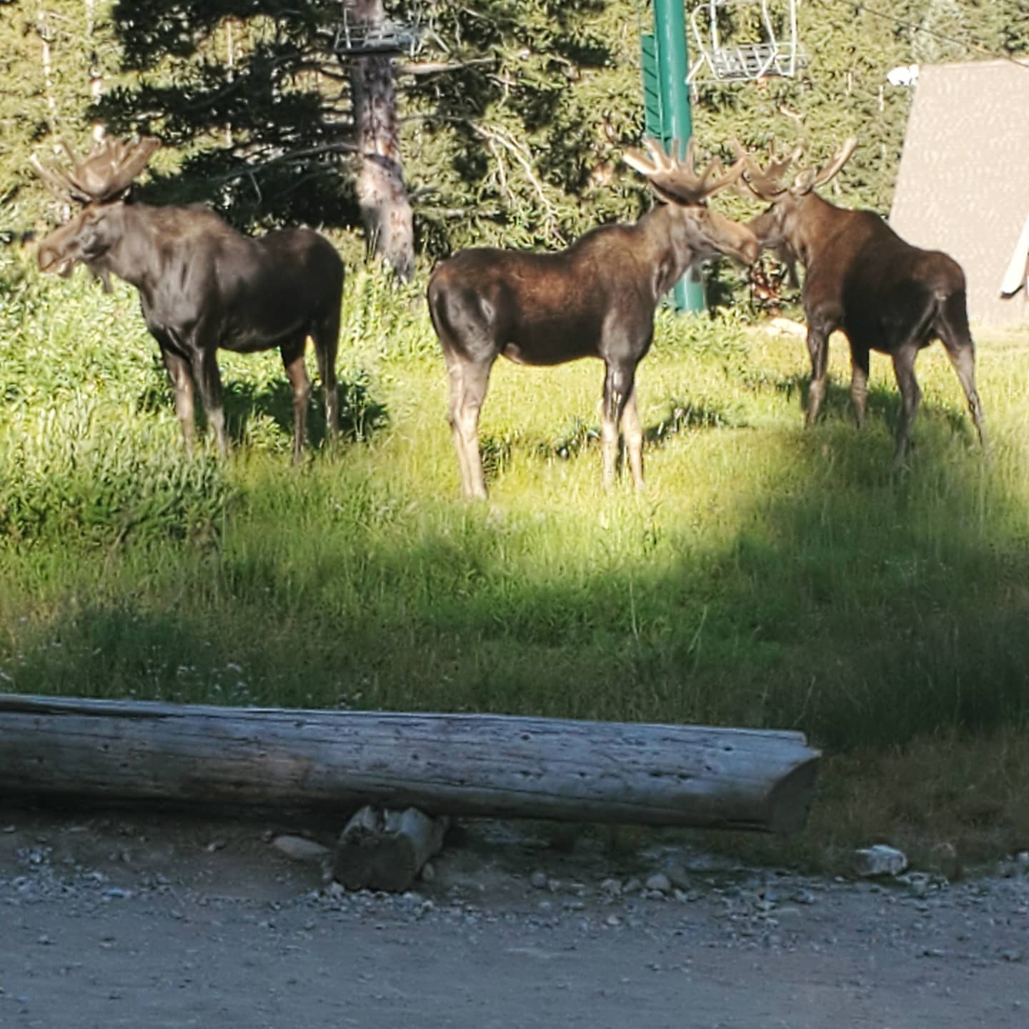 Three bull moose grazing by the lift line