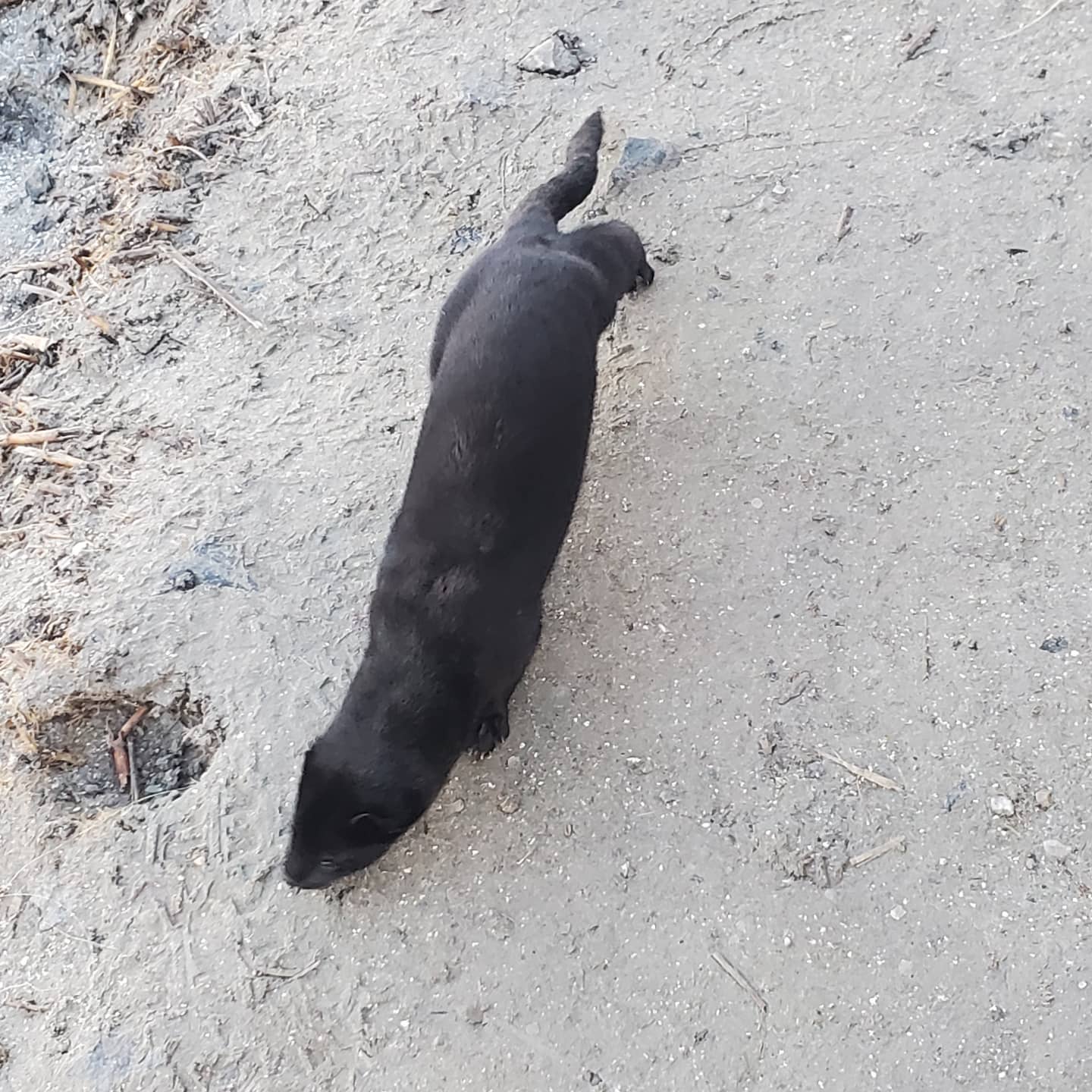 American mink